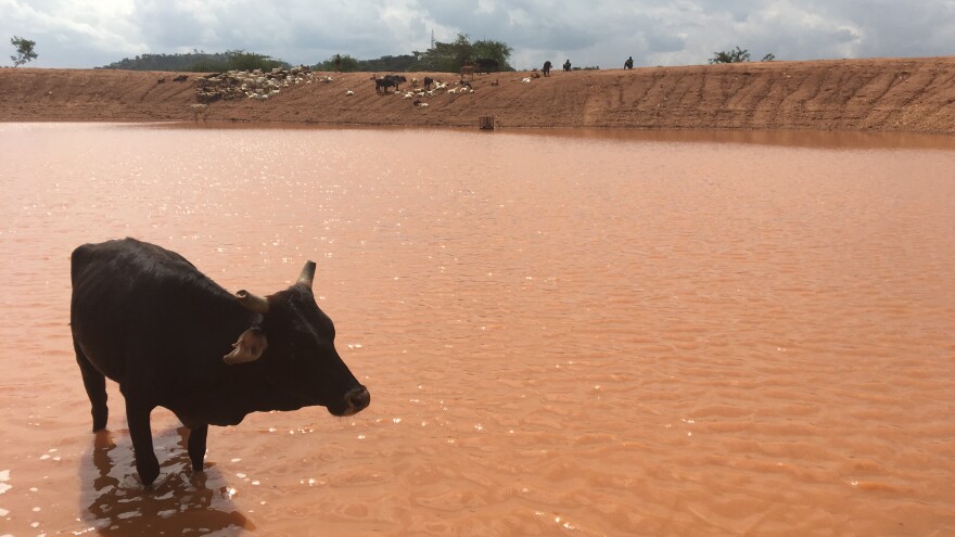 As the drought has extended into yet another rainy season, some herders walk for hours to get to this dam.