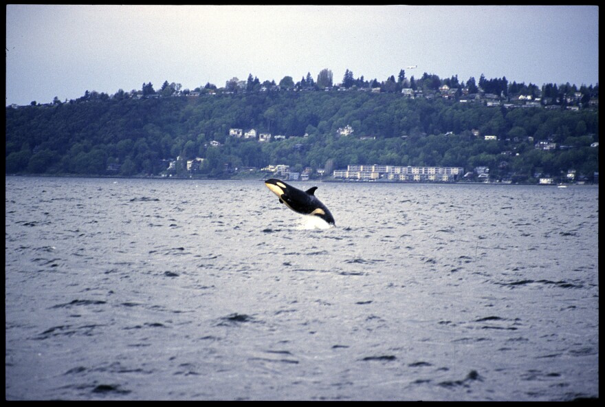 An orca breaches in the waters off Vashon Island.