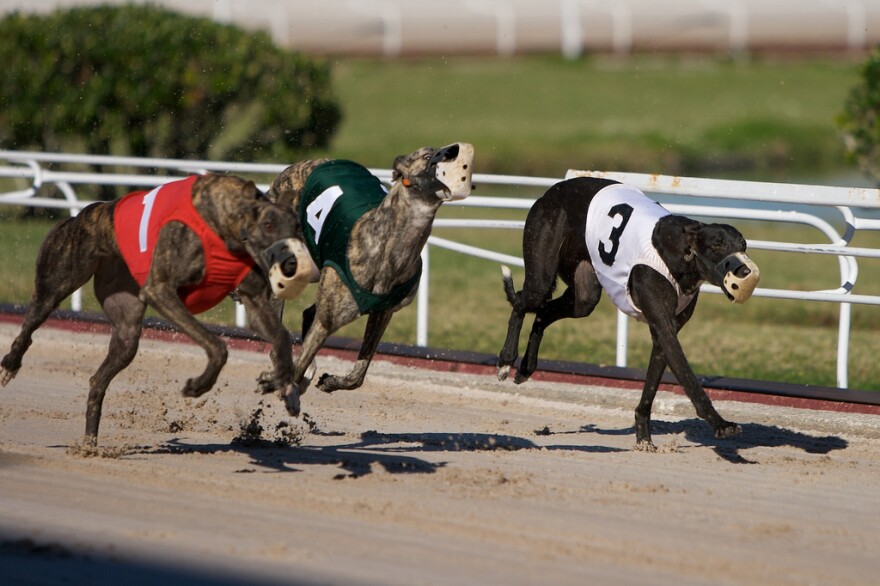 greyhounds.jpg