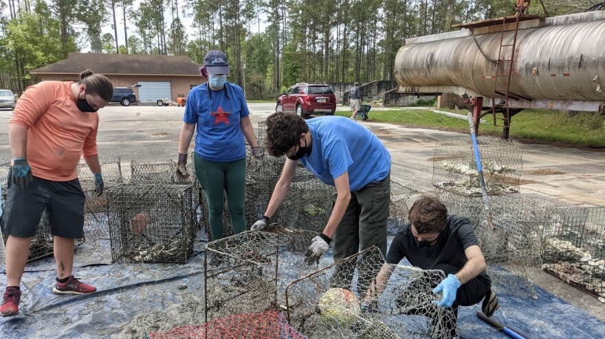 UNF students build crab pots to restore oyster reefs.