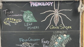 Chalk illustrations show a field cricket, fairy ring of mushrooms, grass spider, leaf miner tracks in a leaf, and a tiger salamander.