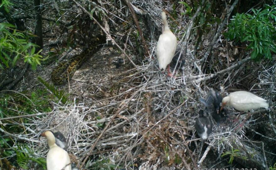 Combatting Invasive Species In Florida | WUSF
