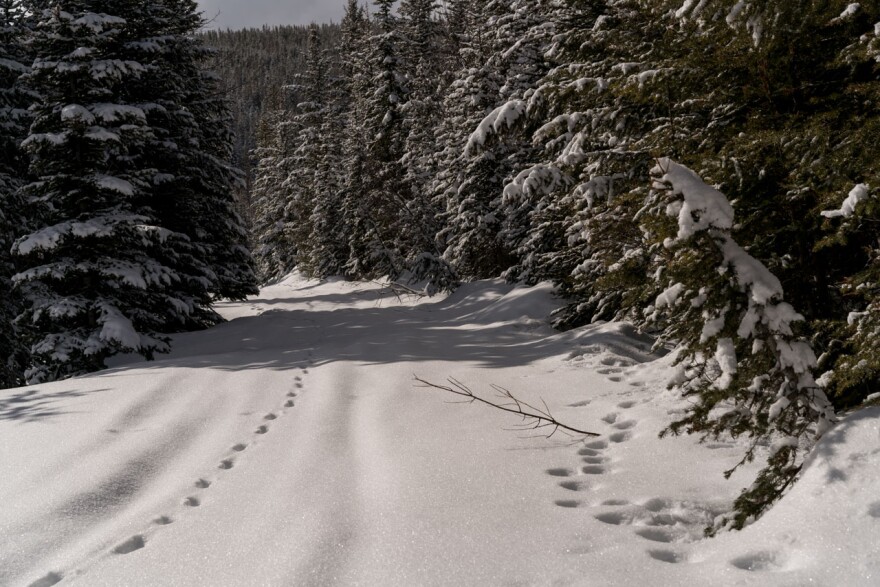 Coyote tracks (left) and lynx tracks (right) along the trail. Note the relative straight line of the coyote tracks, and the big, wide prints of the lynx. The lynx's detour to the small tree at the bottom right was likely to spray and mark its territory.