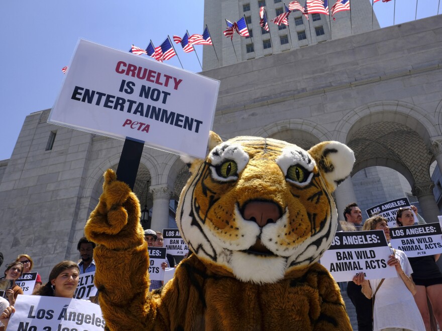 Protesters with People for the Ethical Treatment of Animals (PETA), including a costumed tiger, gathered at City Hall in Los Angeles last year to call on the city to prohibit circuses from using tigers, lions and other wild animals in their acts. Circuses have been a target of PETA since it was founded in 1980.