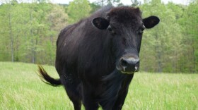 A male hybrid that is 50% cattle and 50% bison stands in the pasture on the A&K Ranch near Raymondville, Missouri. This bull will be part of the process to create beefalo that are 37.5% bison, the magic number for the best beefalo meat and an animal that is also easy to care for.