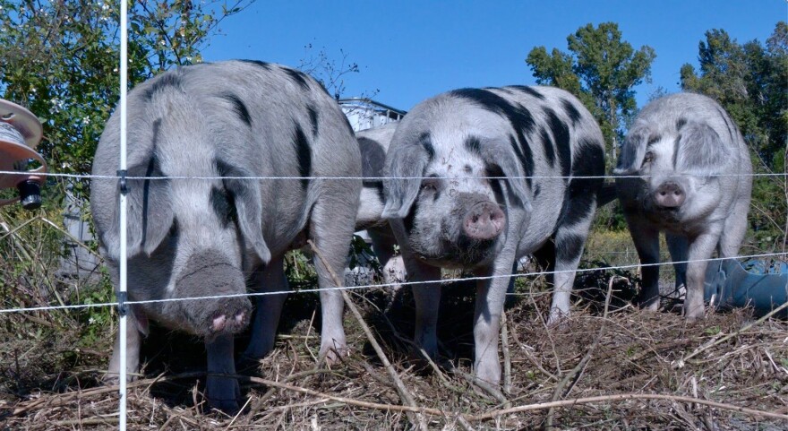Los cerdos de Frog Song Organics. Foto por: Oriana Torre.