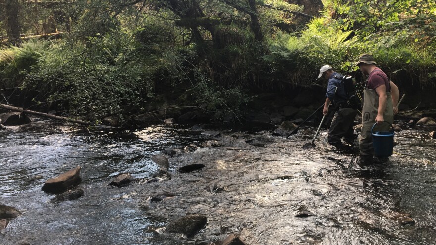 Scientists in Scotland monitor the wild fish population. The aquaculture industry contributes more than $2 billion to the U.K.'s economy, but not without risk to the environment.