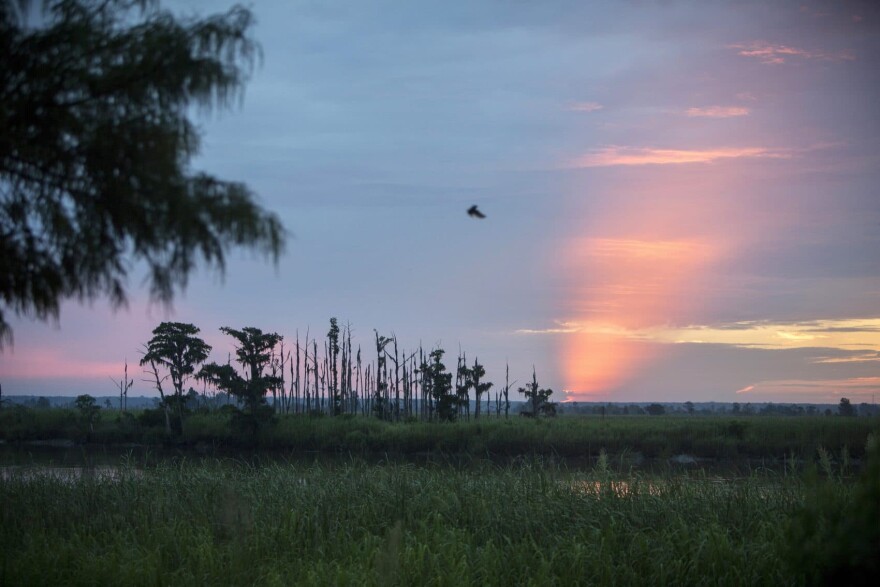 In this July 16, 2017, photo, the sun rises on a "ghost forest" near the Savannah River in Port Wentworth, Ga. (Stephen B. Morton/AP)