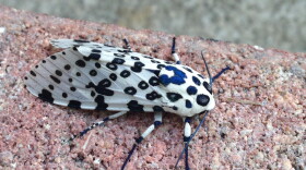 A giant leopard moth