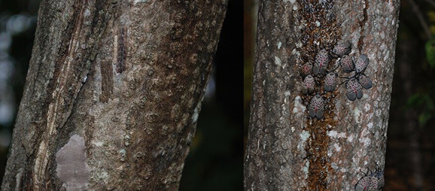 Top left: Hatched spotted lanternfly egg masses | Bottom left: Unhatched spotted lanternfly egg masses | Right: Mature spotted lanternfly