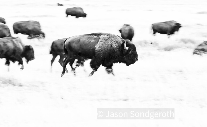 3rd Place - Wyoming's History Category, Jason Sondgeroth - "Buffalo Bliss"