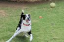 Dog at play