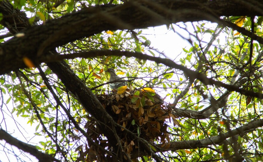 A white-tailed dove nests in the trees at the Laura W. Bush Native Texas Park.