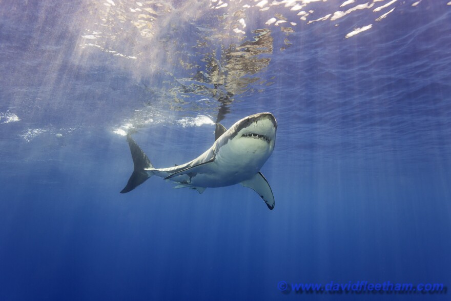 This great white shark, Carcharodon carcharias, was photographed off Guadalupe Island, Mexico.