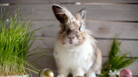 Cute fluffy bunny exploring Easter decorations.