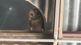 barn-owl-eric-bell