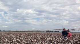 Cotton farm in Mississippi