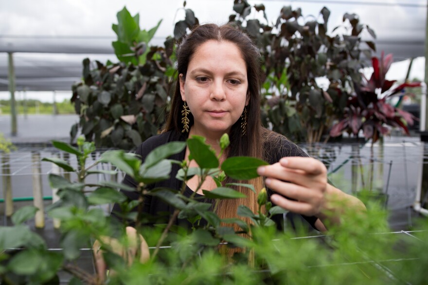 A woman with brown hair and gold leaf earrings touching a plant in front of her.
