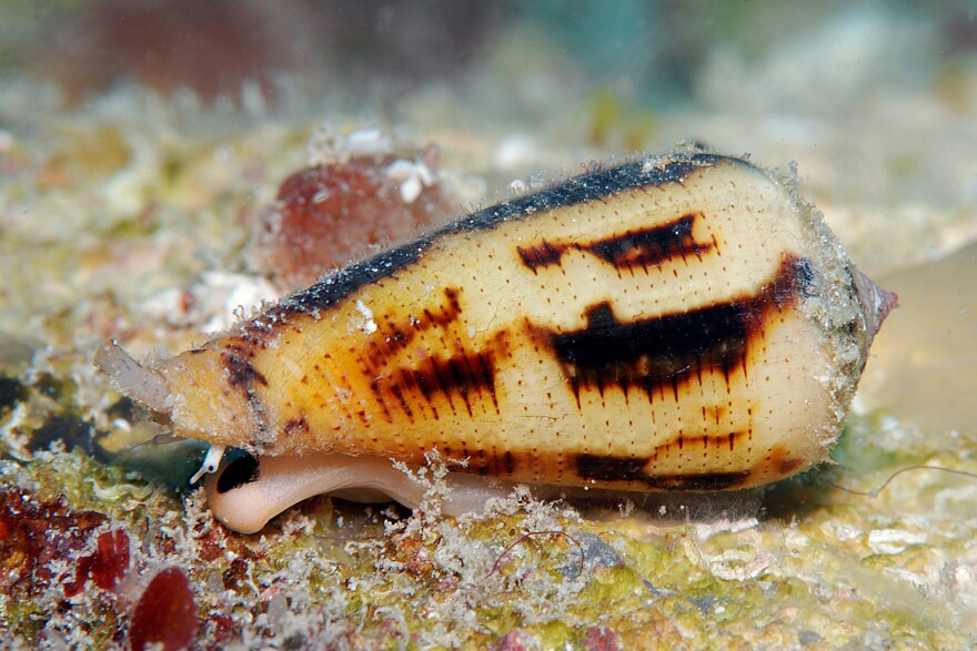Snail Venom Yields Potent Painkiller, But Delivering The Drug Is Tricky