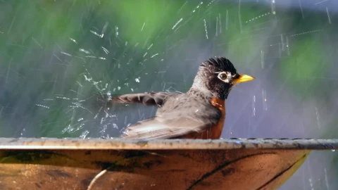 An American robin in a bird bath.