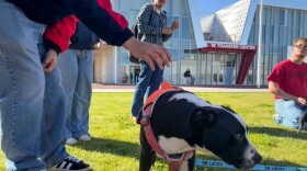 A student reaches down to pet Artemis, one of four HSOY pups who came down to the AWC Yuma campus for finals week.