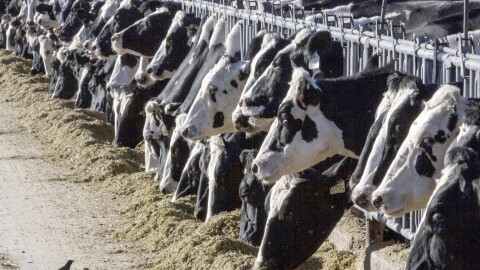 Dairy cattle feed at a farm.