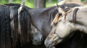 A horse and his mares in Florence, Alabama, U.S., 2019.