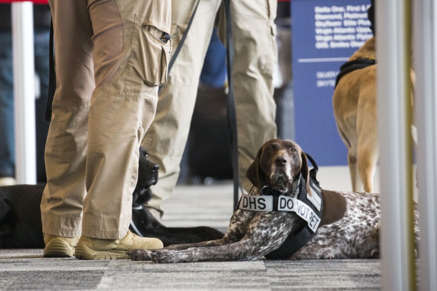 A Department of Homeland Security canine at ABIA