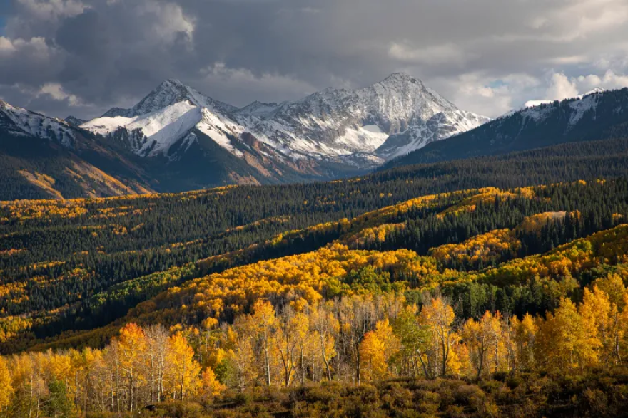 Aspen trees turn yellow with snow-capped mountains in the background.