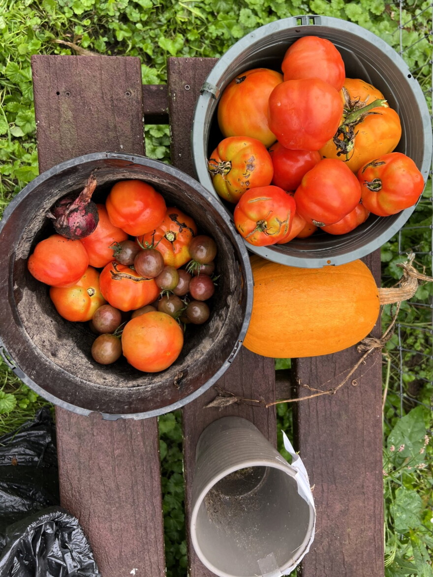 Two buckets of tomatoes and a pumpkin rest on a wooden bench.