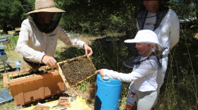 Jennifer holds a frame of bees out to Eric and Amelia Crandall
