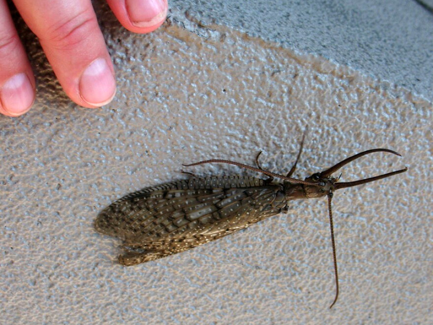 A male Dobsonfly
