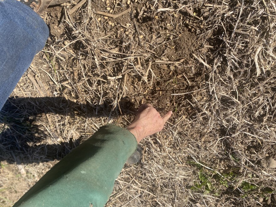 Michael Slattery points to a spot in his soybean fields where his cover crop is sprouting.