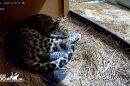 The first Amur leopard ever born at Cleveland Metroparks Zoo curls up with its mom