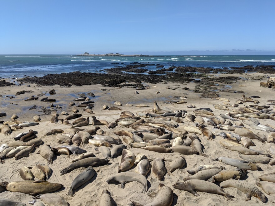 Think you're tired? This animal goes for months with only two hours of