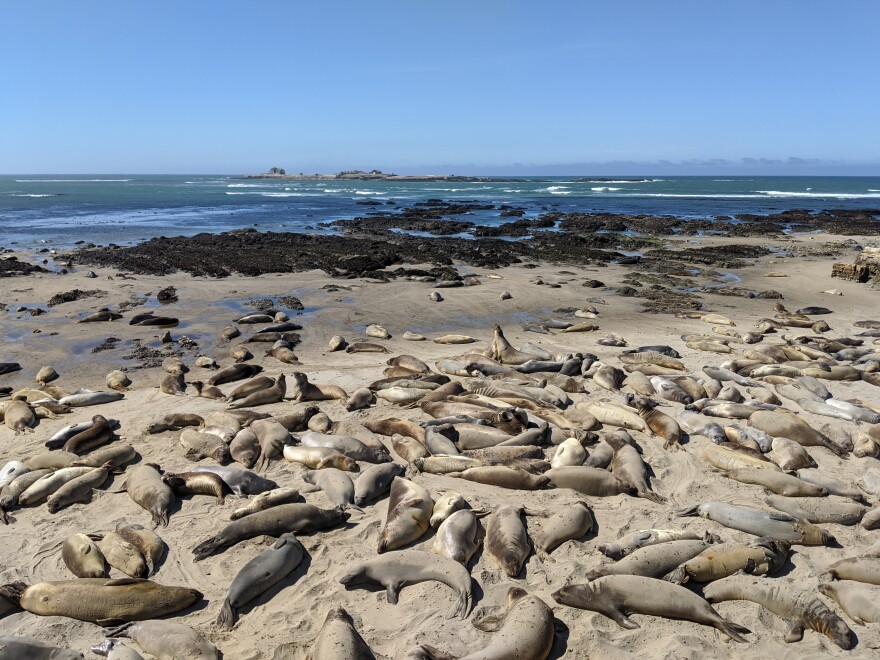 Northern elephant seals migrate thousands of miles and can dive more than 3,000 feet below the surface.