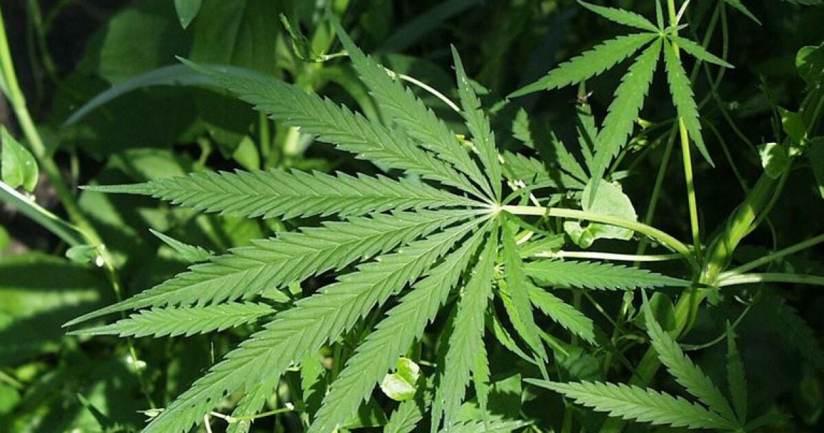 Turning a CBD farming byproduct into livestock feed Turning a CBD farming byproduct into livestock feed