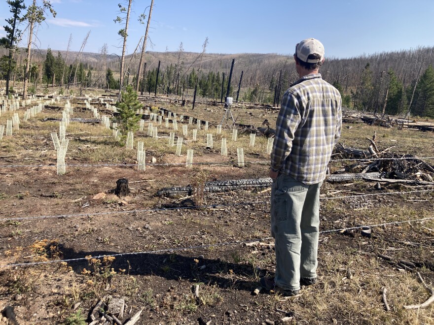 A man stands in front of a fence with a garden behind him where plants are growing in white plastic cages. In the background, the landscape is burned.
