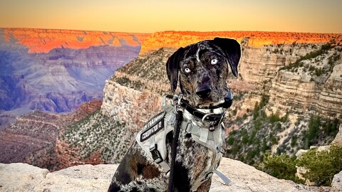 "Blue" is a Conservation K-9 trained to herd wildlife away from crowded areas on the South Rim of Grand Canyon National Park to reduce wildlife conflicts.