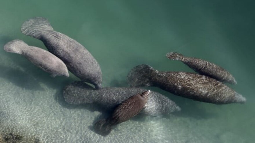 A file photo shows manatees in a canal in Fort Lauderdale.