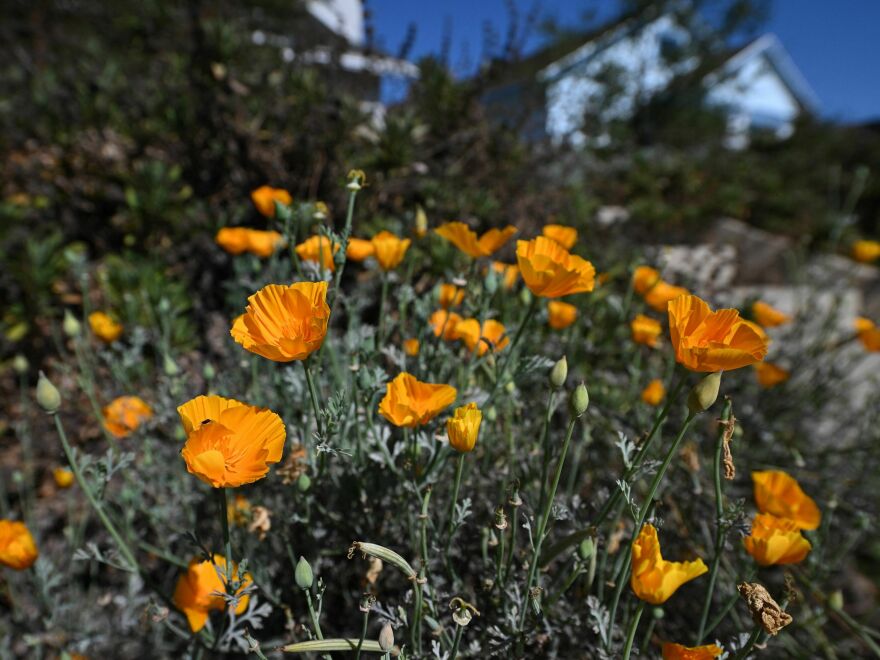 The U.S. Department of Agriculture has updated a map that helps gardeners to figure out which plants are most likely to survive the coldest winter temperatures in their location. About half of the country has shifted into a new half zone.