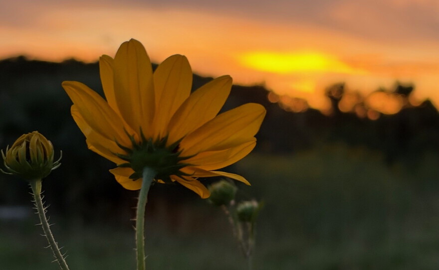 Acres and acres of Collier County Conservation Pepper Ranch Preserve are transformed into a sea of gold each October as the native wildflowers known as Southeastern sunflowers reach full bloom. As you travel to the sunflower fields spot deer, turkey, hawks, sandhill cranes and members of the resident cattle herd that call Pepper Ranch Preserve home.