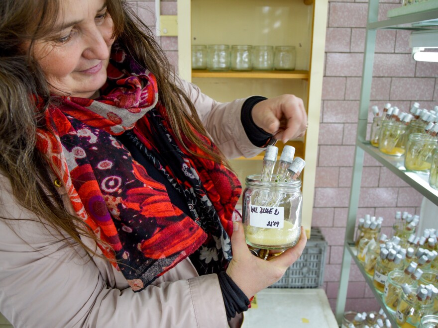 Potato Research Institute geneticist Jaroslava Domkářová says that while potatoes are a staple crop in the Czech Republic, the recent blue "specialty varieties" are harder to market.