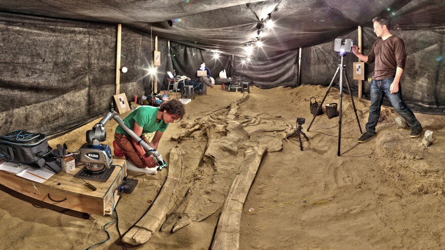 Adam Metallo, left, and Vince Rossi from the Smithsonian's Digitization Program use a high-resolution laser arm and medium-range laser scanners to document one of the most complete fossil whales at the site in Chile.