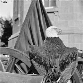 Old Abe on display after the war