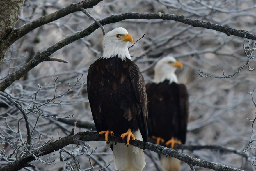 The citizen-gathered data from Christmas bird count can help scientists track the health of local bird species, such as bald eagles.