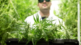  Michael Rubin, Director at Compassionate Cultivation, a home-grown medical cannabis company serving patients throughout Texas. 