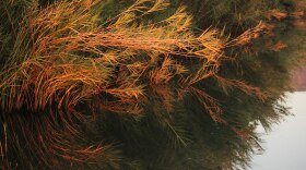 In 2023, a team of archeologist discovered the oldest-known wooden structure near Kalambo Falls in northern Zambia.