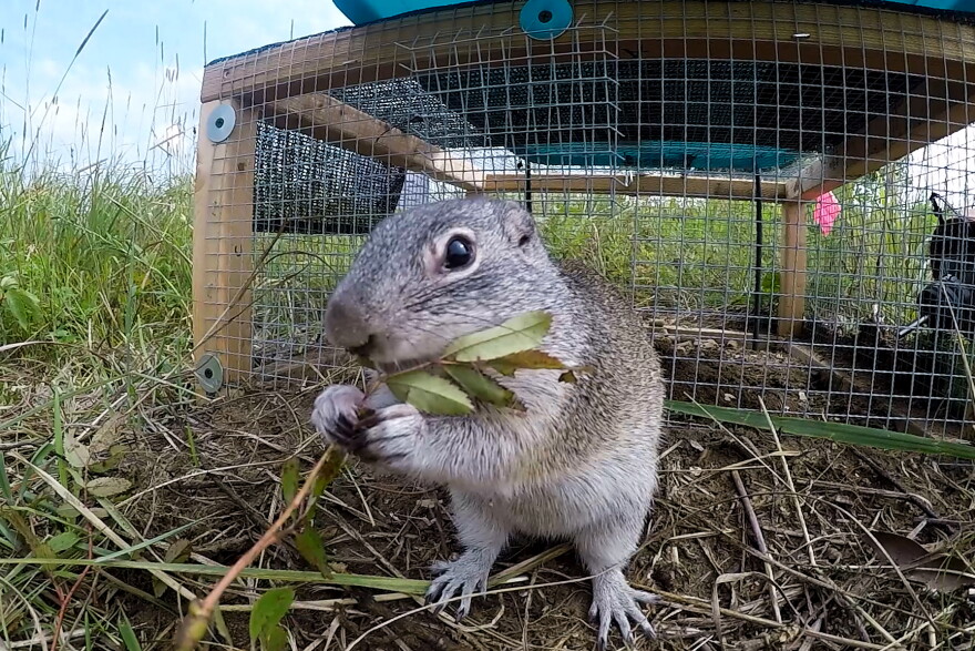 Squirrel Indiana Release the squirrels! State endangered ground squirrels find new home ...
