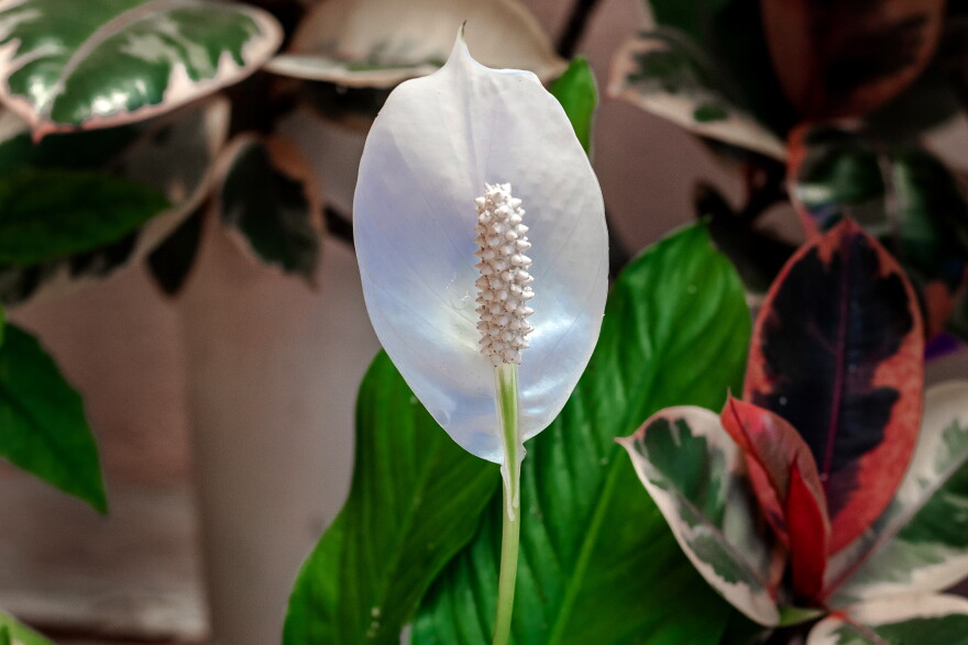 Spathiphyllum wallisii, known as sleeping or peace lilies.